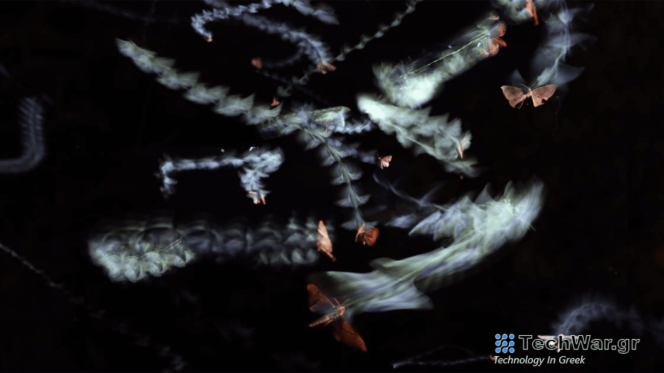 A multiple-exposure photograph of insects circling an artificial light at night. The light can mess with a moth’s sense of what direction is up and which way is down.