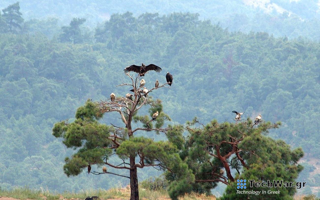 Δαδιά: Τεχνητές φωλιές για τους πυρόπληκτους μαυρόγυπες
