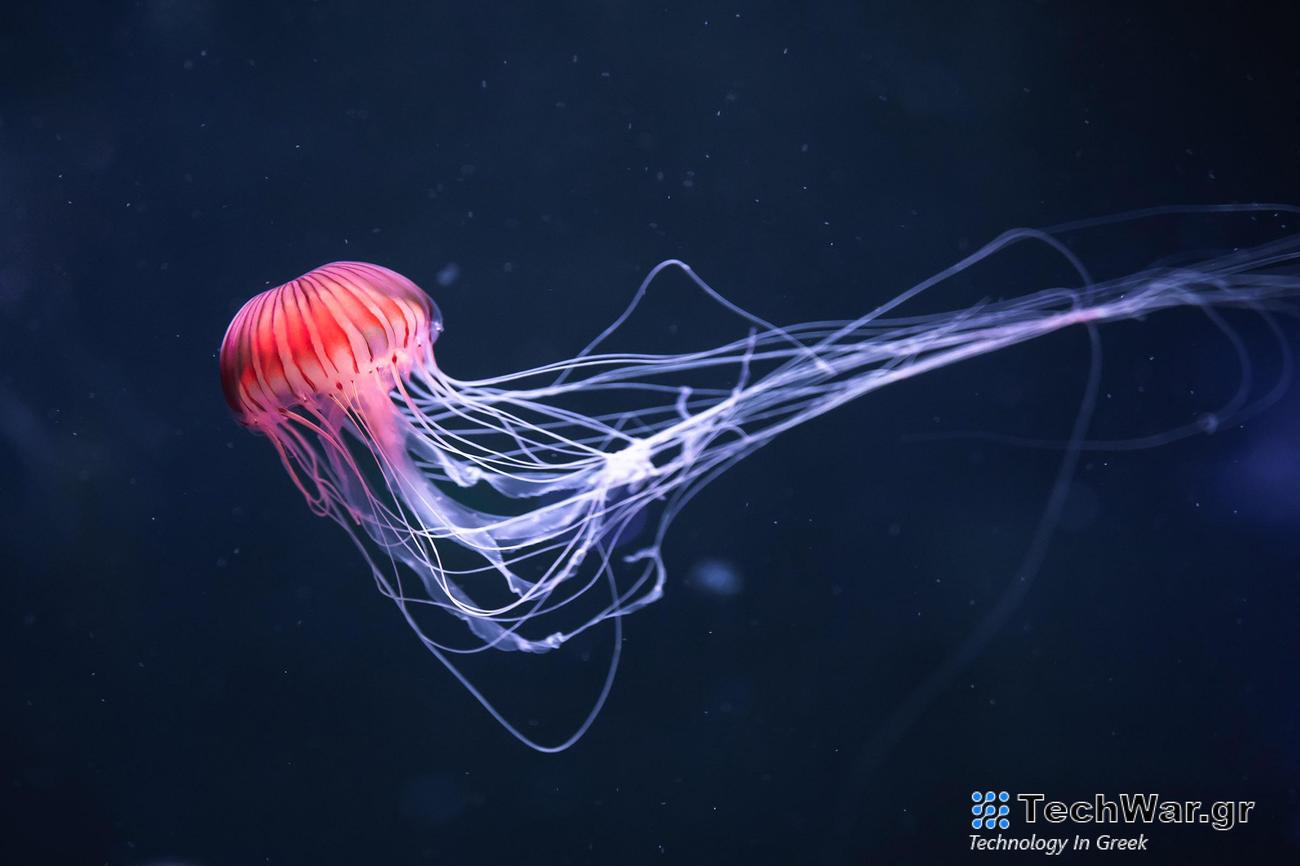 Η αναγέννηση των μεδουσών στην πραγματικότητα λειτουργεί παρόμοια με άλλα ζώα