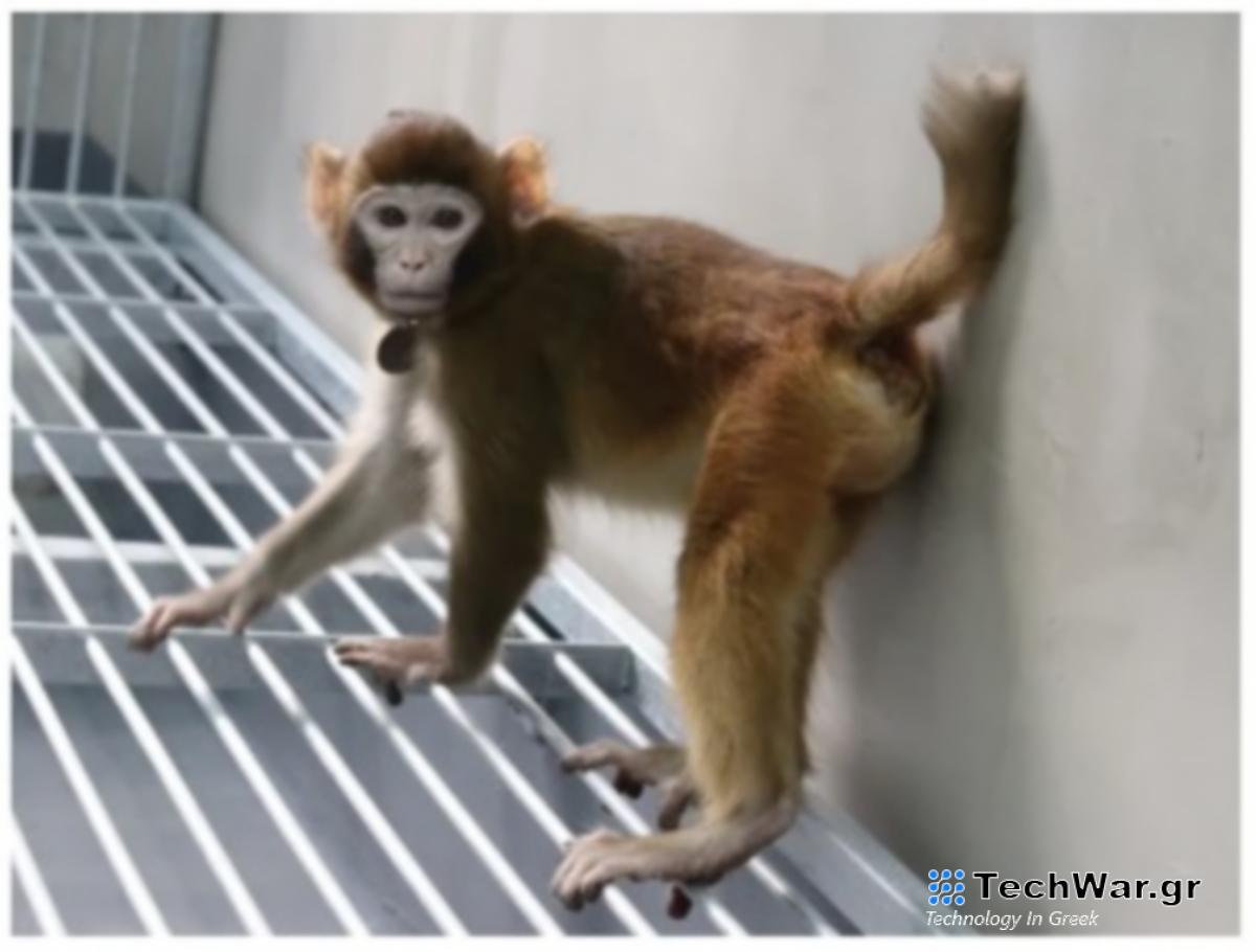 Κίνα: Κλωνοποίησαν πίθηκο - Επιστημονική αντίδραση για τυχόν κλωνοποίσηση ανθρώπου