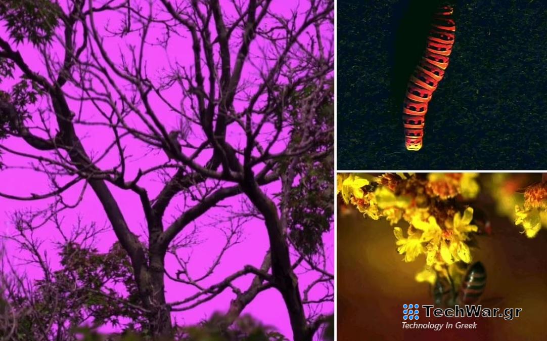 Οι επιστήμονες εφηύραν κάμερα που δείχνει τα χρώματα που βλέπουν τα ζώα – Είναι γαλανός ο ουρανός;