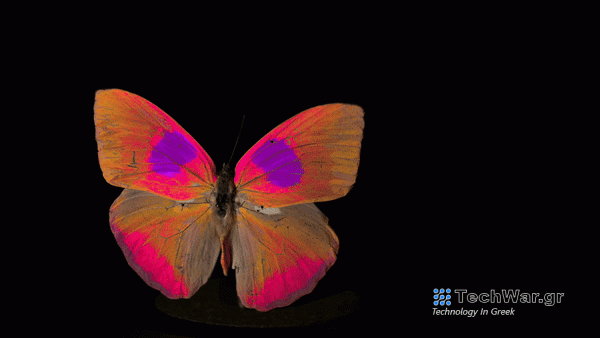 A colorful orange pink, and purple butterfly rotates against a dark screen. A new camera system and software package allows both researchers and filmmakers to capture and display animal-view videos.