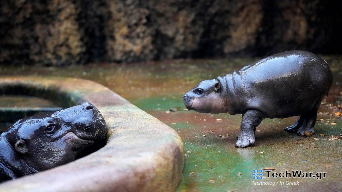 Σπάνιο μωρό Pygmy Hippo Stars στη φωτογράφιση ζωολογικού κήπου