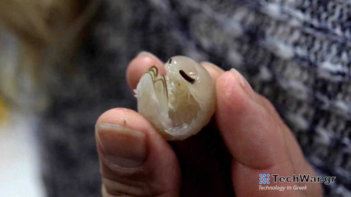 Το Ghostly White Roly Poly Bug ανακαλύφθηκε στη βαθιά θάλασσα