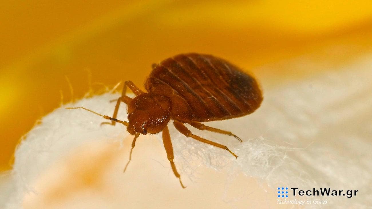 For many people, bed bugs are becoming a fact of life again.