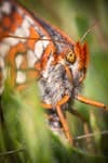a closeup view of a butterfly eyeball