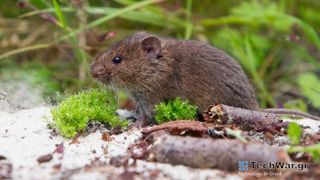 A common vole in a wooded area.