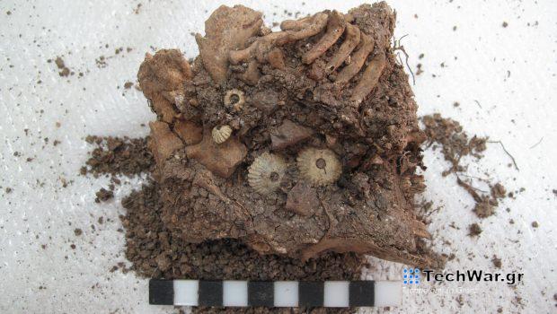 Αίγινα: Σκελετό μωρού με σύνδρομο Down στην Αρχαία Ελλάδα έφερε στο φως ανασκαφή