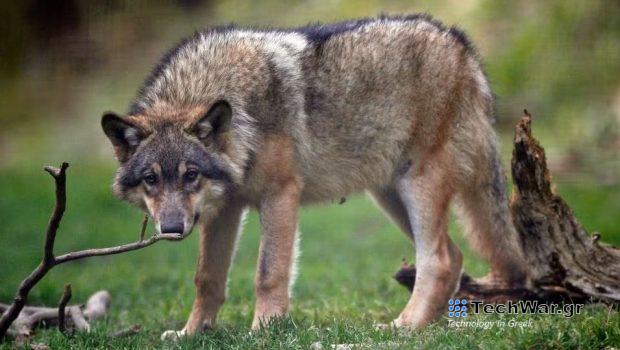 Λύκος που διέσχισε την Ευρώπη κατέρριψε ρεκόρ απόστασης
