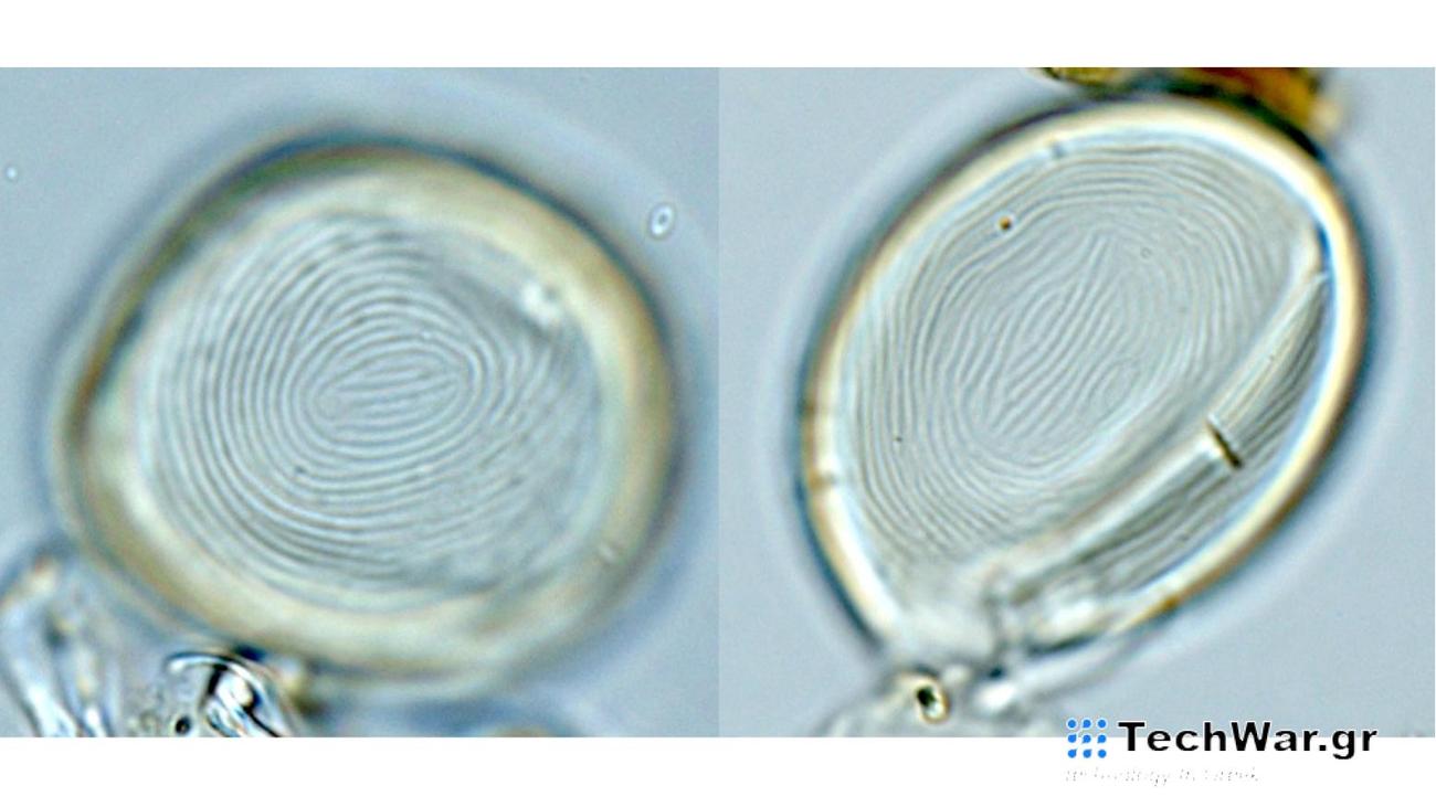 Επιστήμη: Μικροσκοπικός οργανισμός με συνεχή παρουσία 450 εκατ. χρόνων στη Γη