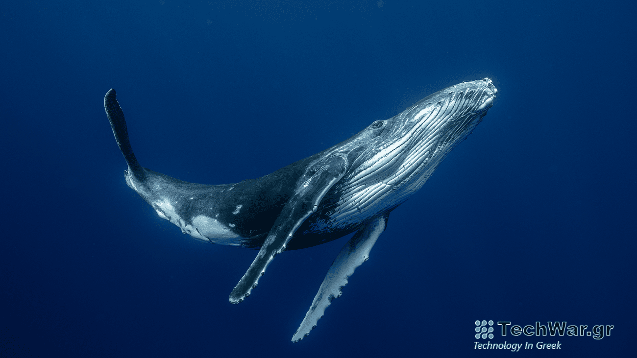 A single humpback whale calf swimming in the waters off of French Polynesia.