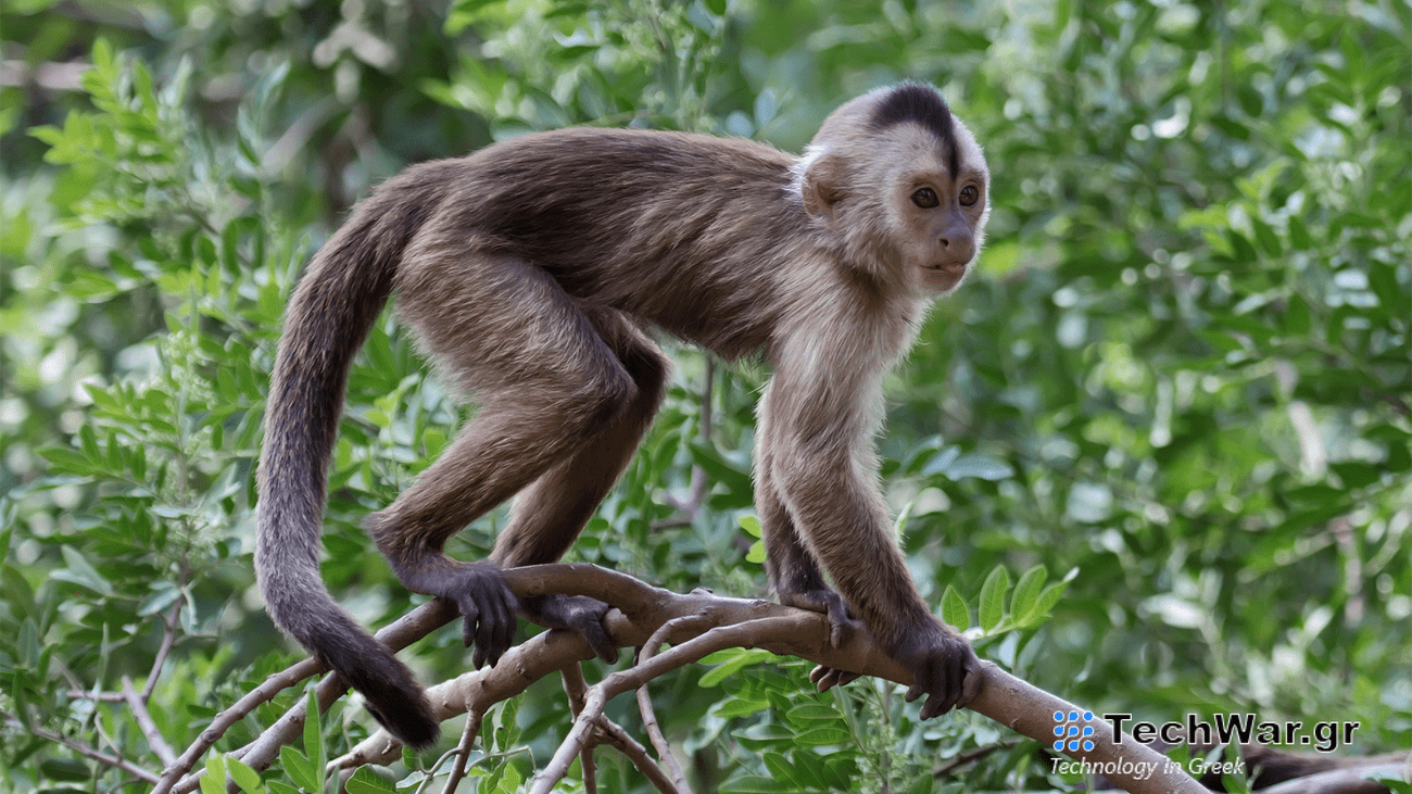A capuchin monkey with a long tail walking along a tree branch.