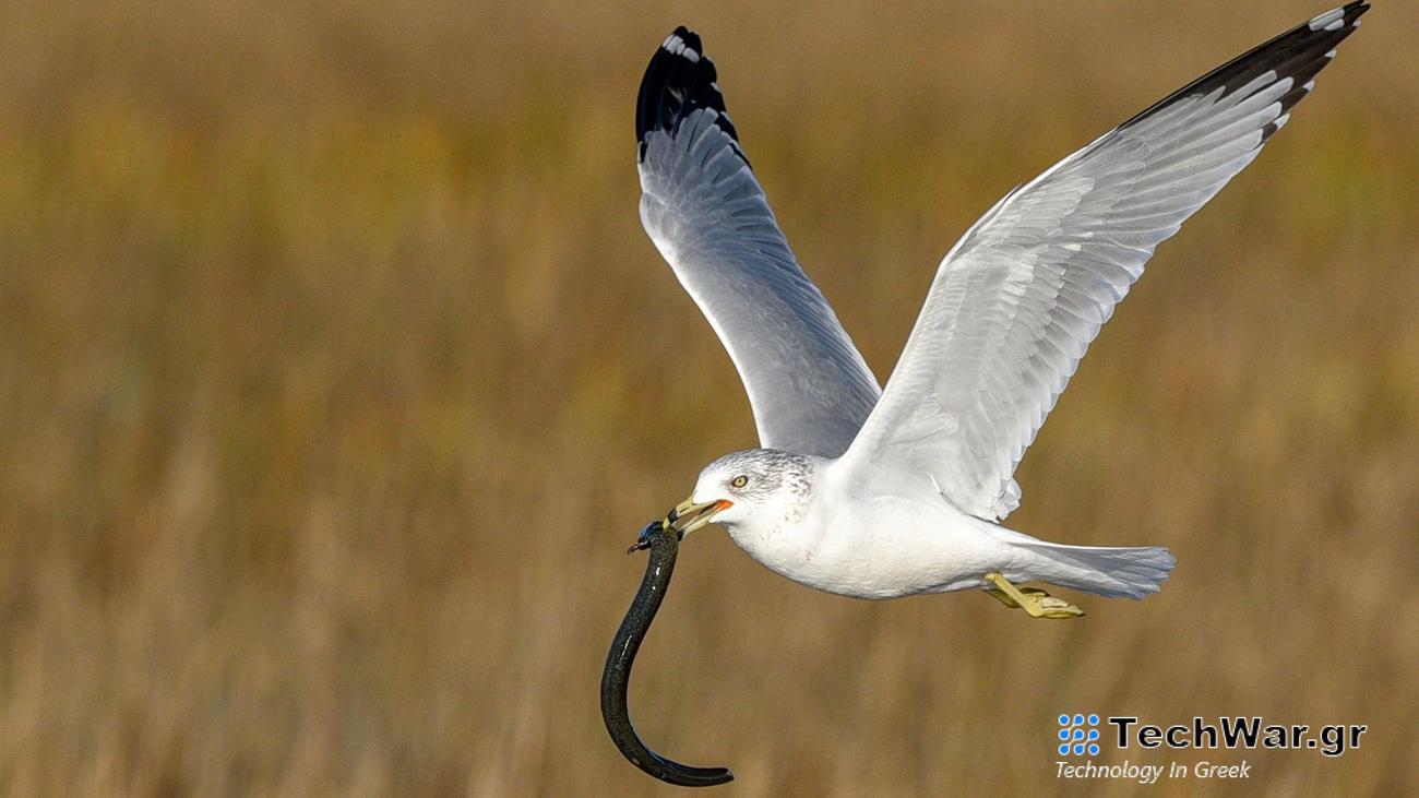Sometimes eDNA research is complicated because it could show DNA in a place where an animal doesn’t live, like the digested remains of a salamander that has been excreted by a bird far from where the salamander originally lived.