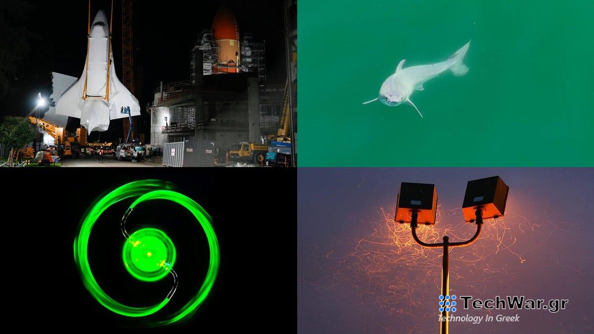 Η πρώτη μας ματιά σε έναν νεογέννητο μεγάλο λευκό καρχαρία
