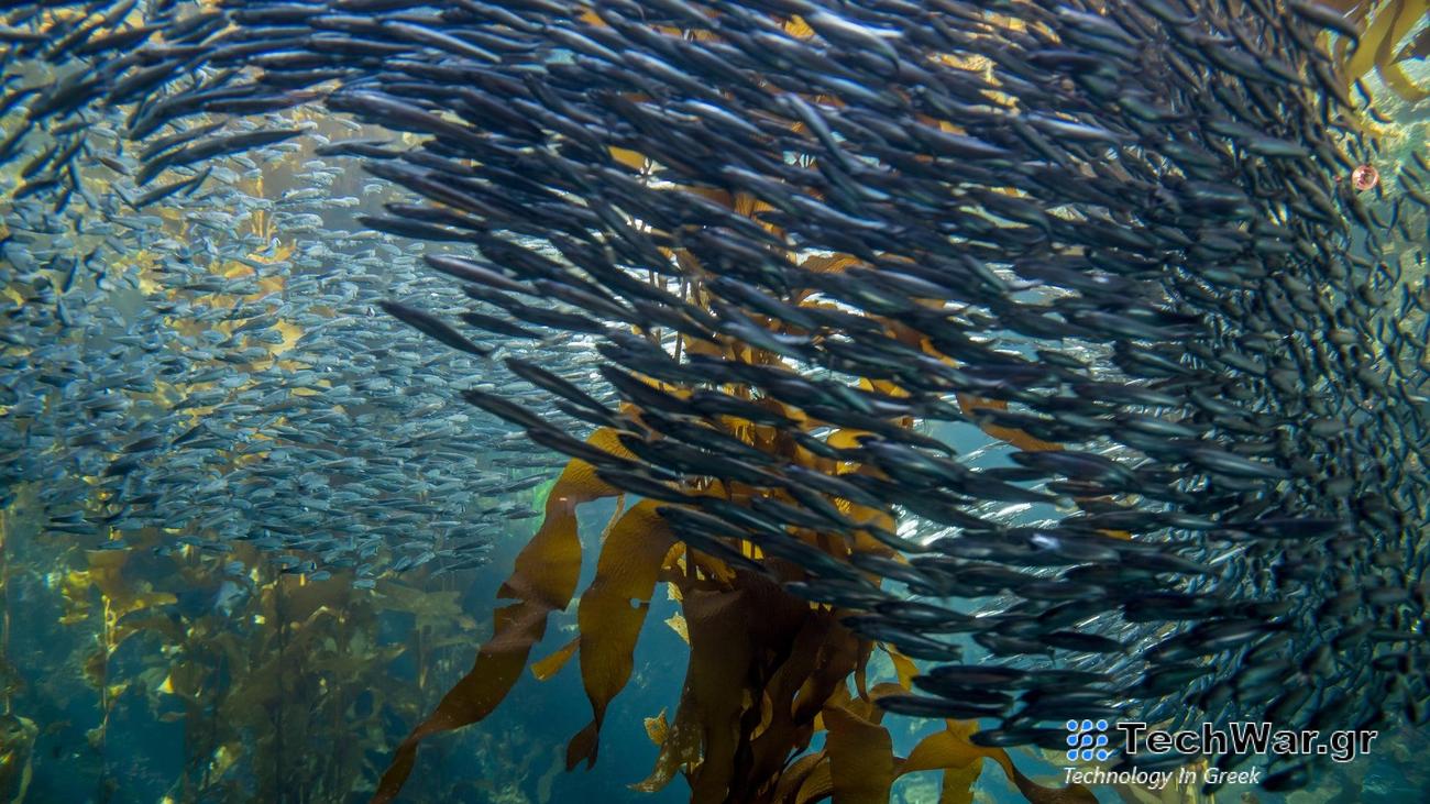 The big clue that fish sex might be responsible for the turbulence scientists were detecting in a Spanish bay came when they placed algae nets in the water and pulled up a bounty of anchovy eggs. Further research shows that during breeding season these eggs are being deposited by the thousands night after night.