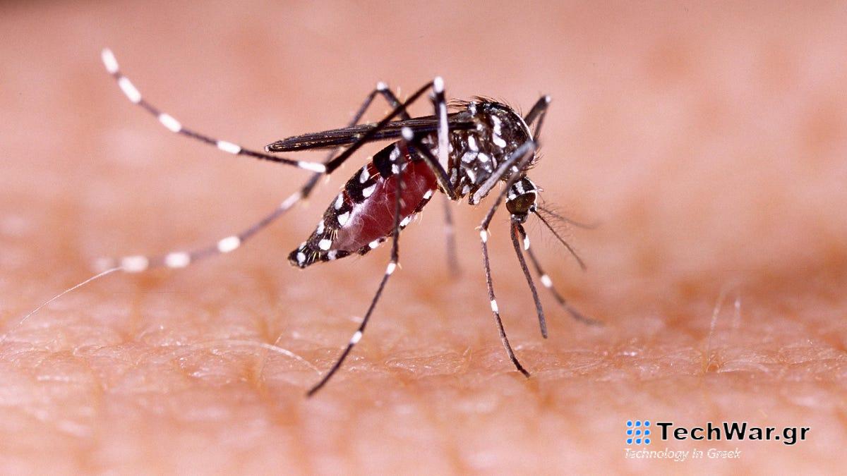 Μια νέα εκδοχή του δάγκειου πυρετού μαστίζει τη Φλόριντα: «Πρωτοφανείς» εστίες