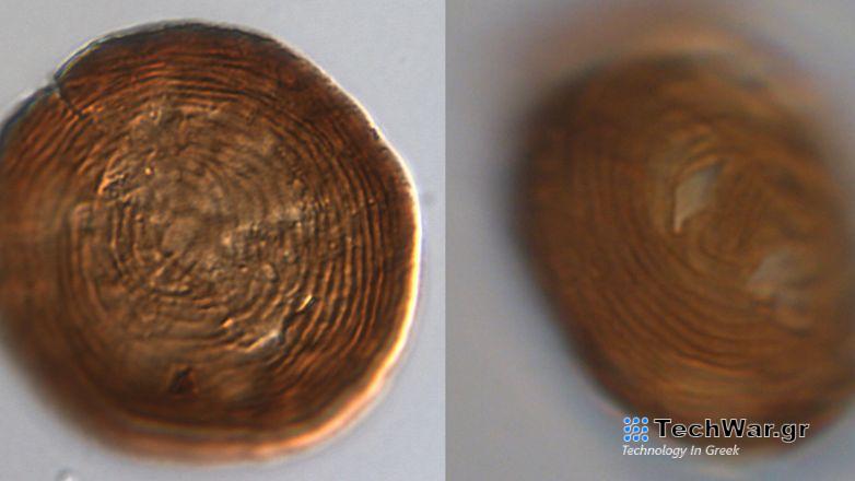 Μικροσκοπικό οργανισμό με συνεχή παρουσία 450 εκατομμυρίων χρόνων στη Γη επιβεβαίωσε έρευνα επιστημόνων