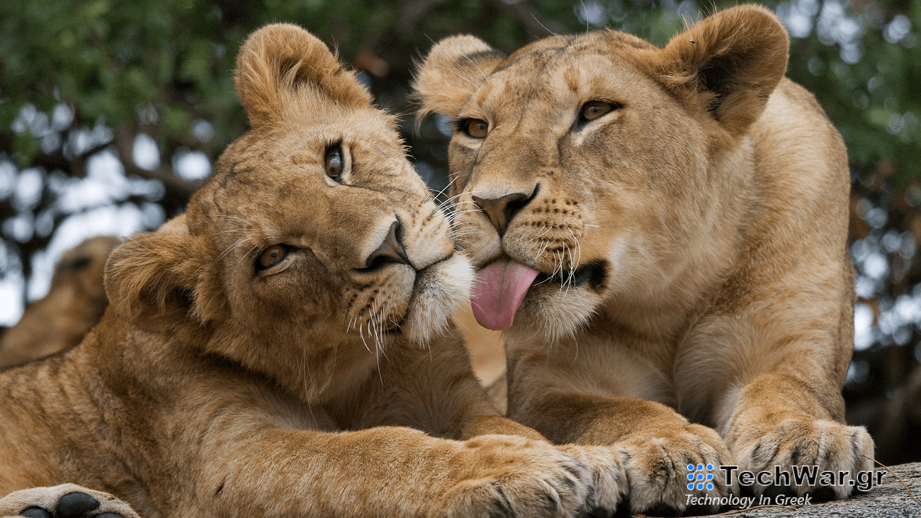 Two lionesses. One tilts her head towards the left, while the other sticks out her tongue.