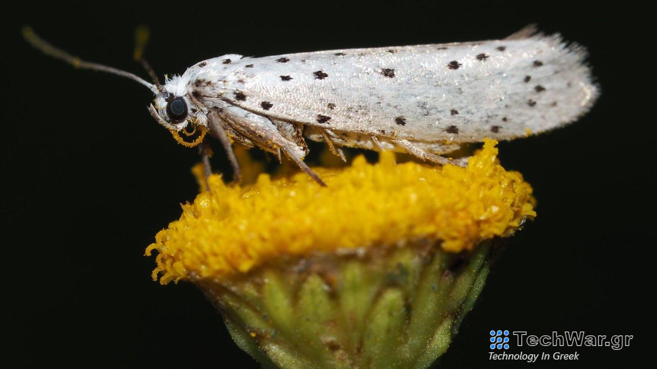 An ermine moth with white wings and black spots sits on a yellow dandelion.