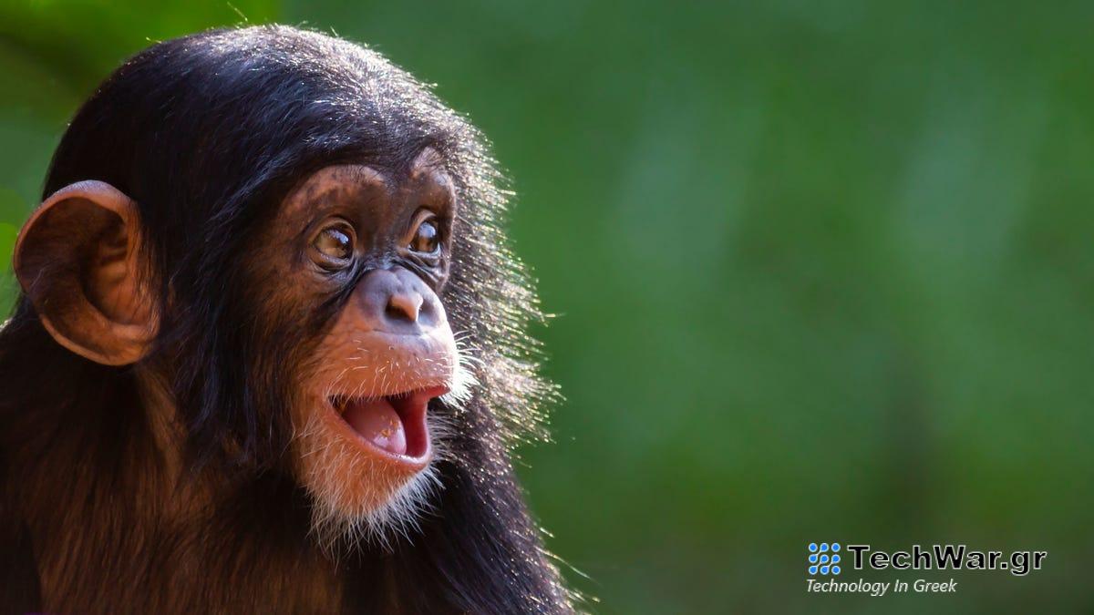 Ποιος άλλος θυμάται τη μεγάλη απόδραση των πιθήκων του 2019;
