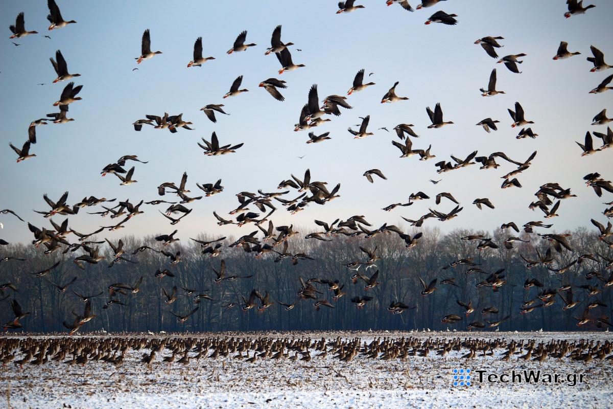Τα αποδημητικά είδη αποδημούν εις Κύριον