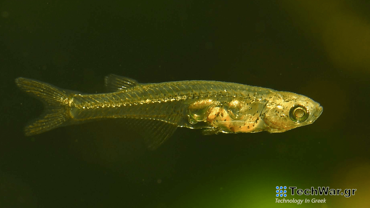A small translucent fish with its organs visible swims in a tank.