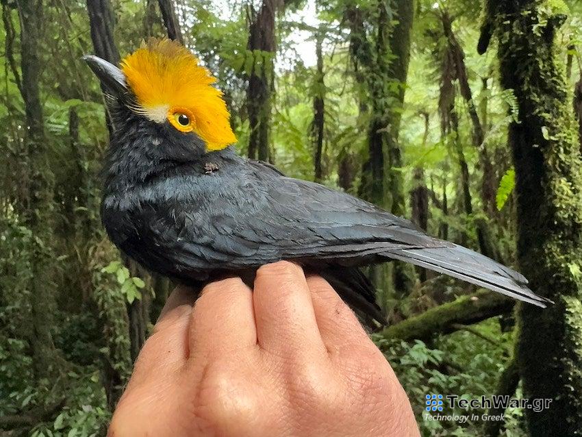 A yellow-crested helmetshrike. The bird has black body feathers and bright yellow feathers on its head. It sits on a human hand, with a forest in the background.