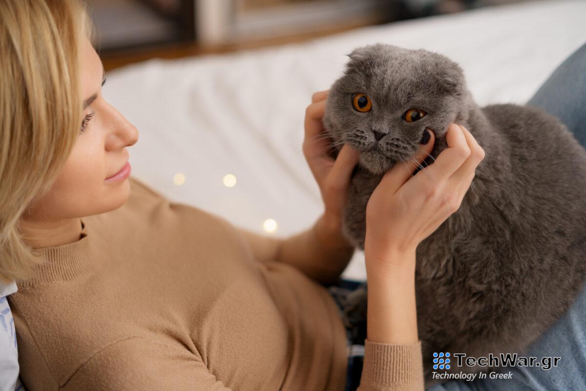 Κατοικίδιο Γάτα