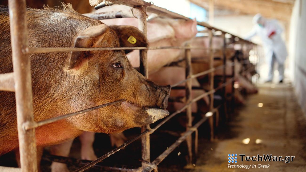 Pigs in sty at factory farm
