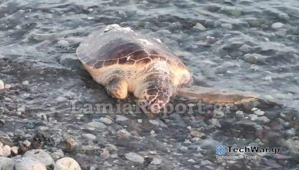 Φθιώτιδα: Χελώνα καρέτα-καρέτα ξεβράστηκε στην ακτή - Ήταν χτυπημένη στο κεφάλι