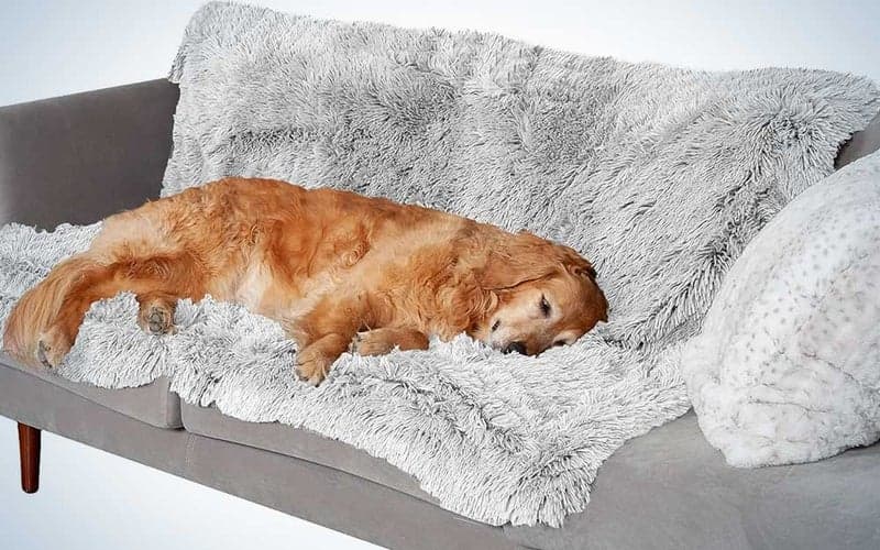 Ένας σκύλος ξαπλώνει σε μια γκρι αδιάβροχη κουβέρτα Furhaven για σκύλους που είναι σε καναπέ.