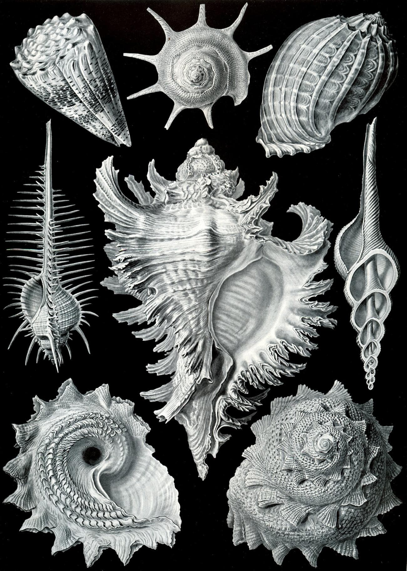 Ernst Haeckel, Public domain, via Wikimedia Commons
