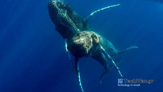 Μεγάπτερες φάλαινες φωτογραφήθηκαν για πρώτη φορά να κάνουν σεξ – Και ήταν και οι δύο αρσενικές