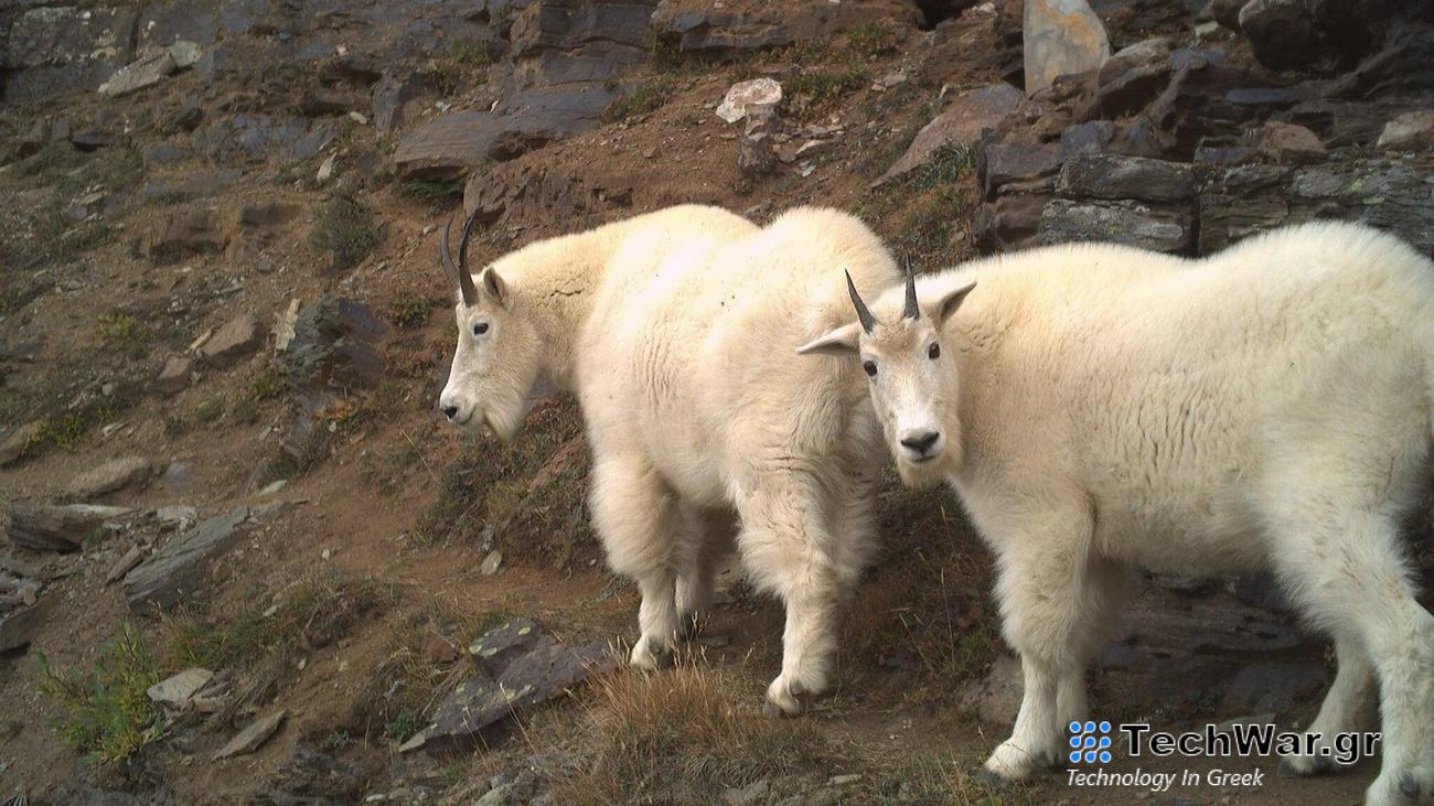 A pair of mountain goats camera trapped walking along a hiking trail near Lake Louise, Banff National Park, Canada.