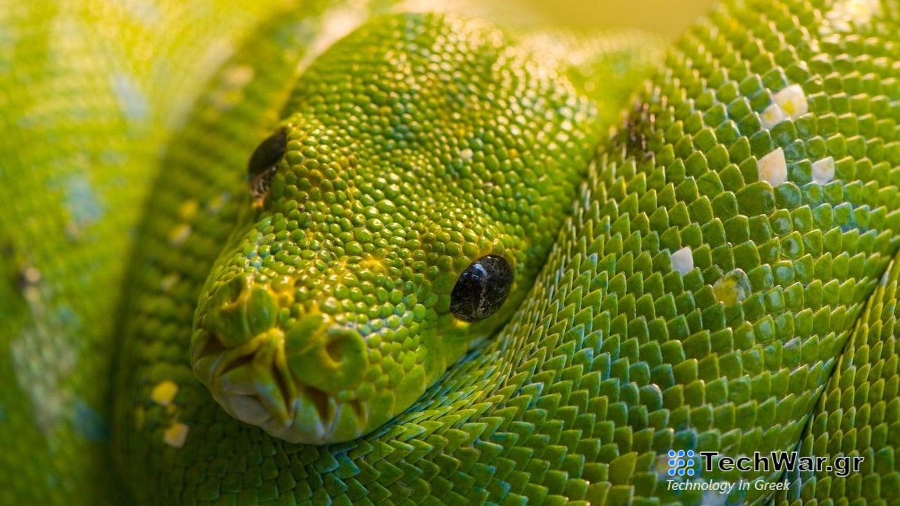 a green snake