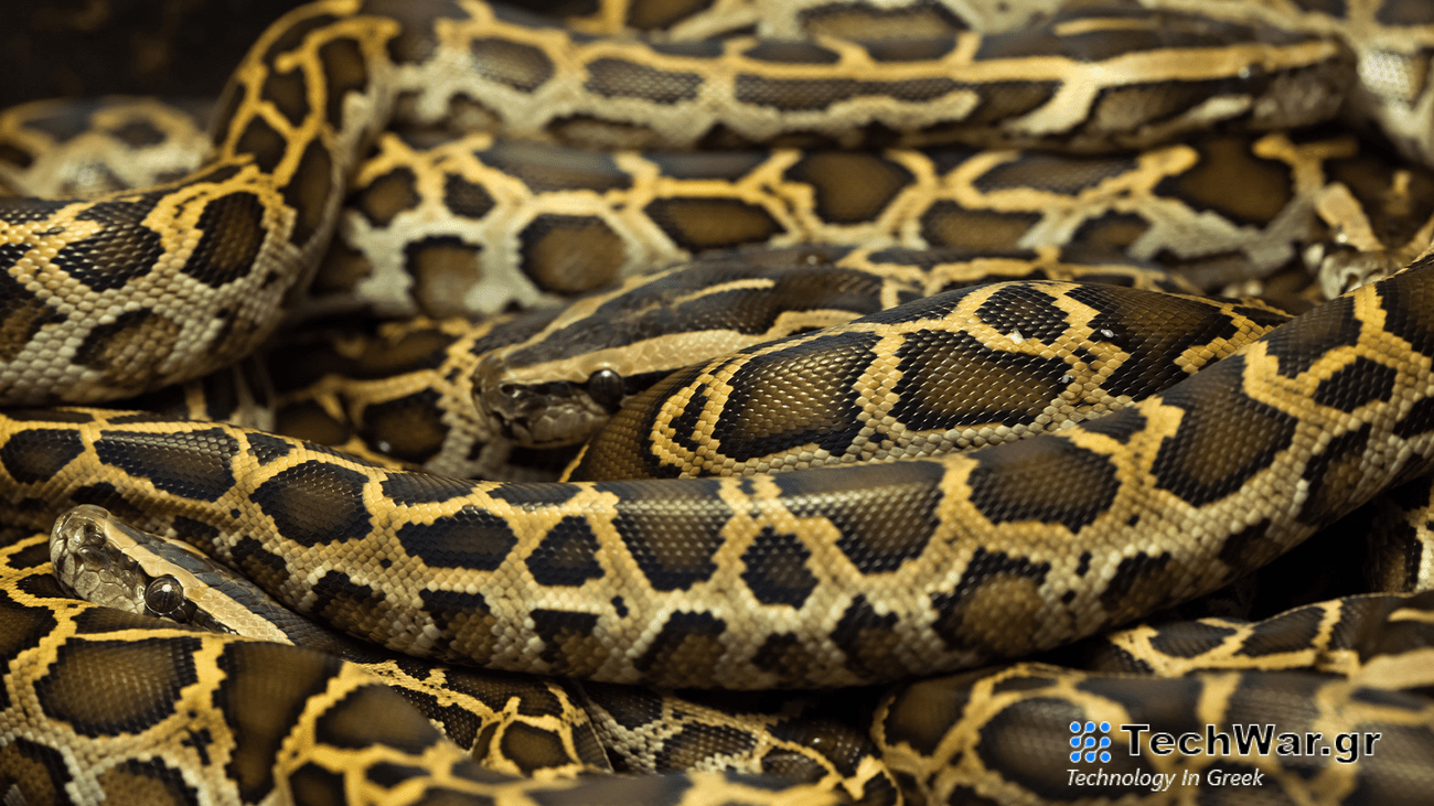a group of burmese pythons