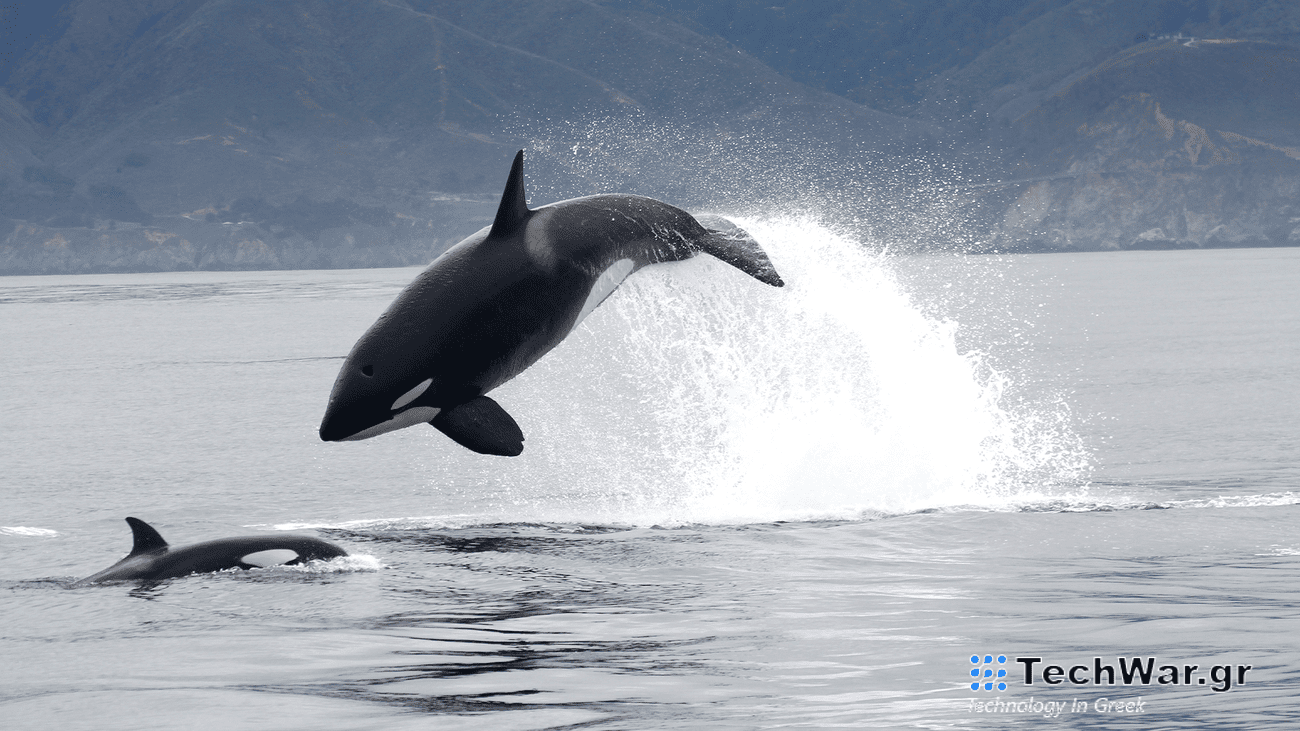 a black and white orca whale leaps out of the ocean while hunting a sea lion. another whale is surfacing near by.