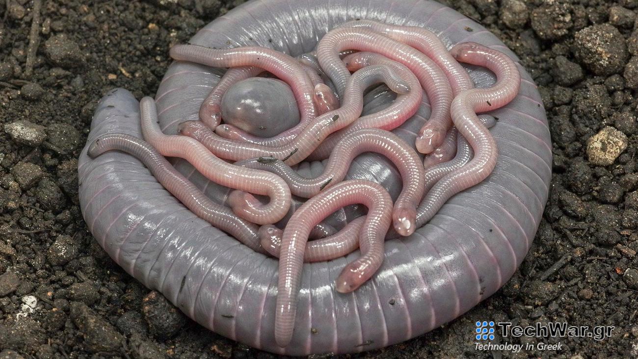 Siphonops annulatus. Mother with babies starting skin pigmentation.