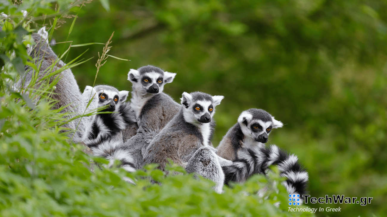 a group of black and white ring-tailed lemurs sitting in green trees.