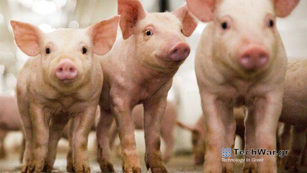 Μεταλλαγμένα τρόφιμα: Ένα βήμα από τα σουπερμάρκετ το γενετικά τροποποιημένο χοιρινό