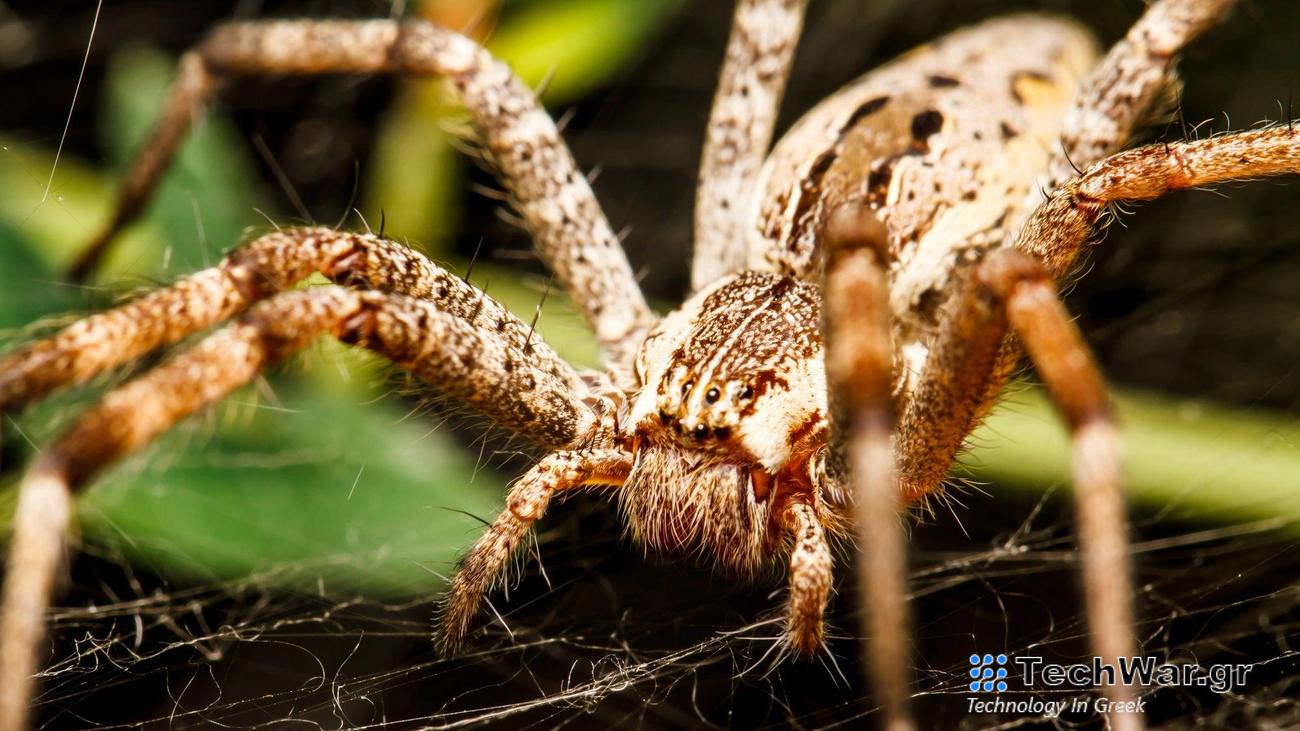 Close up of wolf spider resting on web