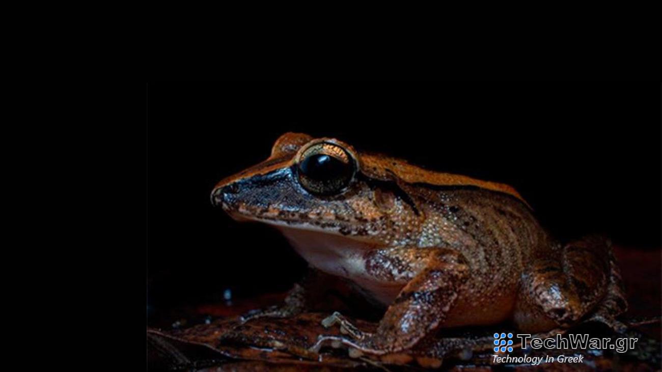 a close up of a brown-colored frog called Haddadus binotatus