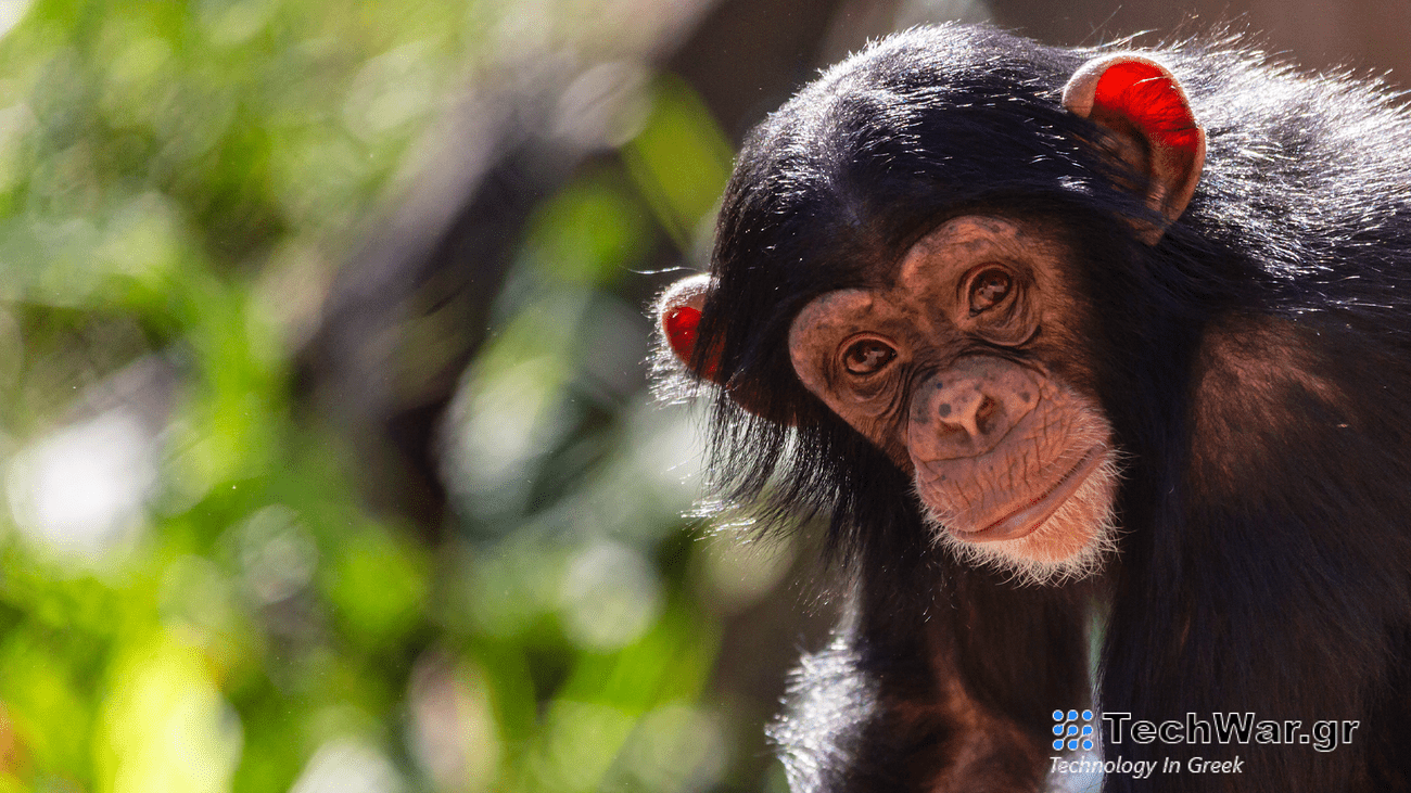 a juvenile chimpanzee in a forested habitat
