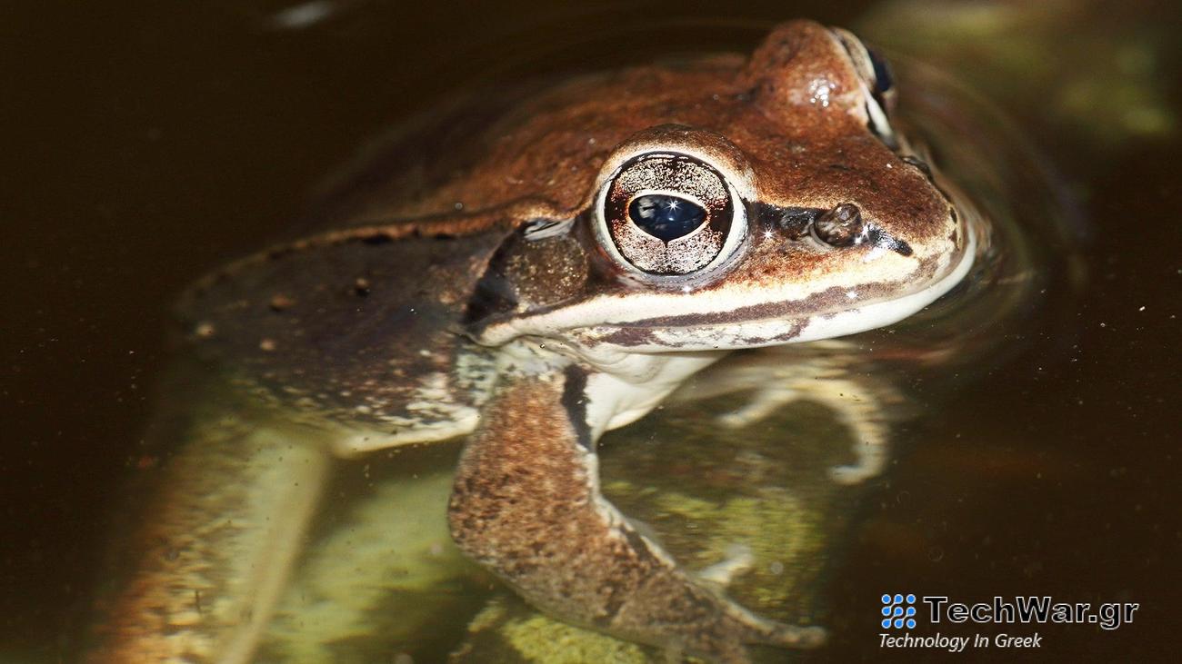 Wood frogs return to the same ponds and wetlands each year to lay eggs.