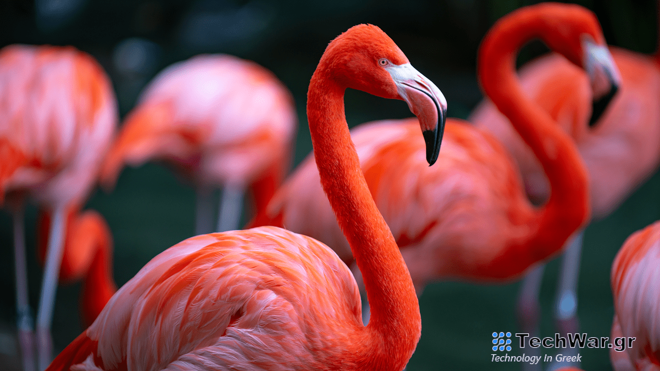 a flock of flamingoes standing
